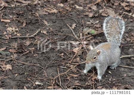 Portrait of a cute Eastern Gray Squirrel (Sciurus carolinensis) standing on dry grassy ground in natural park. Portrait of a cute Eastern Gray Squirrel (Sciurus carolinensis) standing on dry grassy ground in natural park. 111798101