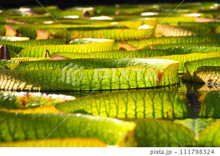 オオオニバス オオオニバス 111798324