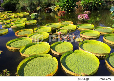 オオオニバス オオオニバス 111798329