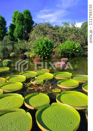 オオオニバス 111798330