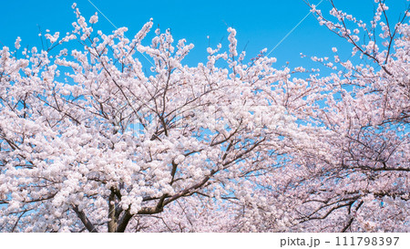 満開の桜 満開の桜 111798397