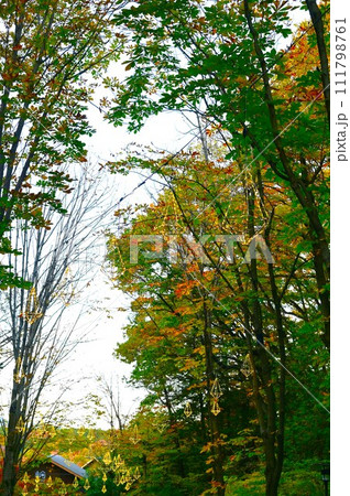 あけぼの子どもの森公園（宮沢湖）の秋 111798761