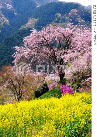 東京西部の枝垂れ桜と満開の菜の花の競演 東京西部の枝垂れ桜と満開の菜の花の競演 111798872