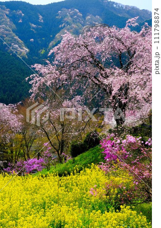 東京西部の枝垂れ桜と満開の菜の花の競演 111798874