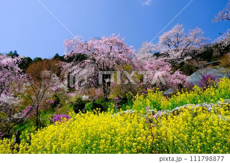 東京西部の枝垂れ桜と満開の菜の花の競演 111798877