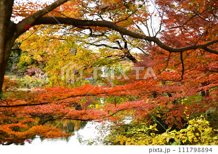 あけぼの子どもの森公園(宮沢湖)の秋 あけぼの子どもの森公園(宮沢湖)の秋 111798894