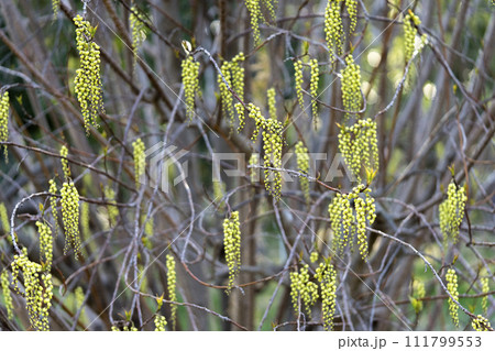 黄色い花を房状につけるハチジョウキブシ 111799553