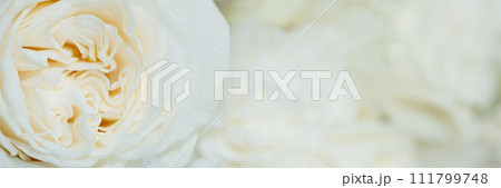 Banner close-up of delicate, creamy white rose petals. 111799748