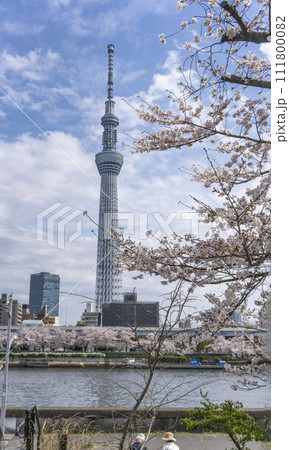満開の桜と隅田川とスカイツリー・台東区・墨田公園 満開の桜と隅田川とスカイツリー・台東区・墨田公園 111800082