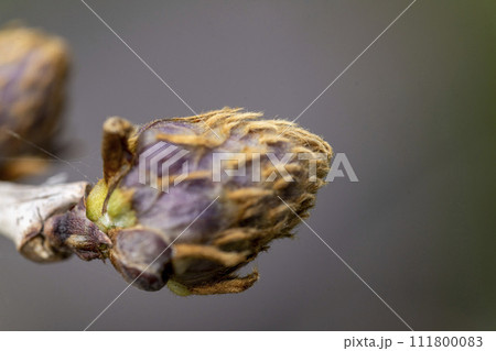 太くて大きなフジの冬芽・クローズアップ 太くて大きなフジの冬芽・クローズアップ 111800083