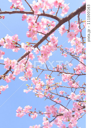 満開の河津桜 111800163