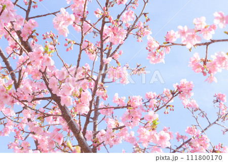 満開の河津桜 111800170