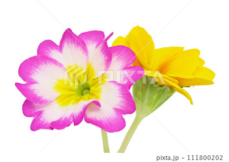 【プリムラジュリアン】 (深度合成) 111800202