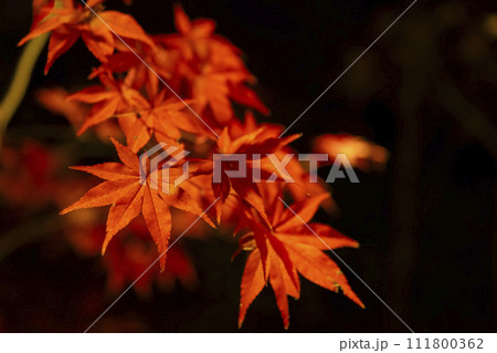 京都のライトアップされた紅葉 京都のライトアップされた紅葉 111800362