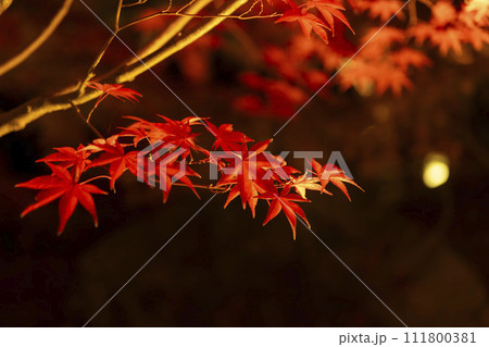 京都のライトアップされた紅葉 111800381