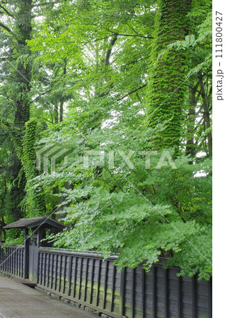 葉桜の角館武家屋敷通り 111800427