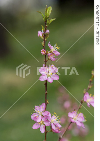 実も樹形もウメより小さいニワウメの花 111800645