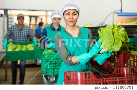 Female vegetable factory worker demonstrating ripe lettuce while sorting Female vegetable factory worker demonstrating ripe lettuce while sorting 111800701