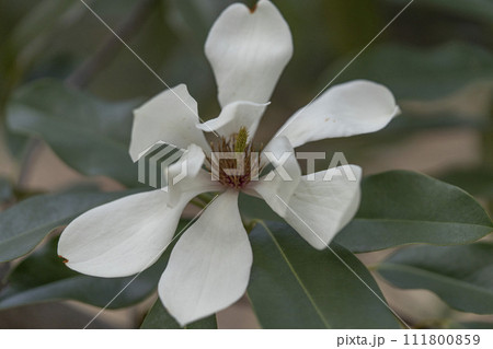 ハクモクレンに似た花をつけるミヤマガンショウ 111800859