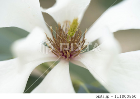 ハクモクレンに似た花をつけるミヤマガンショウ・クローズアップ 111800860