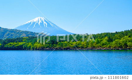 西湖から望む富士山（5月） 111801602