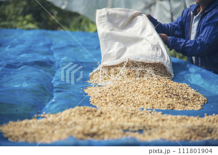 Close up Hand with Raw coffee beans heap dry green seed. Farmer's hands selected waste rod unroasted grain in eco farm. Arabica farm plant coffee bean agriculture objects. Sun dried Fresh black coffee Close up Hand with Raw coffee beans heap dry green seed. Farmer's hands selected waste rod unroasted grain in eco farm. Arabica farm plant coffee bean agriculture objects. Sun dried Fresh black coffee 111801904