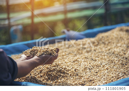 Close up Hand with Raw coffee beans heap dry green seed. Farmer's hands selected waste rod unroasted grain in eco farm. Arabica farm plant coffee bean agriculture objects. Sun dried Fresh black coffee Close up Hand with Raw coffee beans heap dry green seed. Farmer's hands selected waste rod unroasted grain in eco farm. Arabica farm plant coffee bean agriculture objects. Sun dried Fresh black coffee 111801905