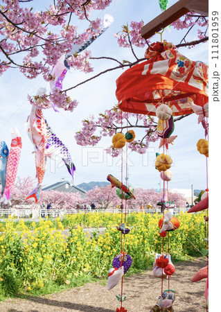 免々田川 菜の花 桜祭り(愛知県田原市) 免々田川 菜の花 桜祭り(愛知県田原市) 111801959