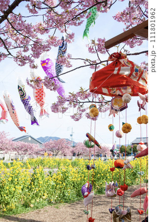 免々田川 菜の花 桜祭り(愛知県田原市) 免々田川 菜の花 桜祭り(愛知県田原市) 111801962