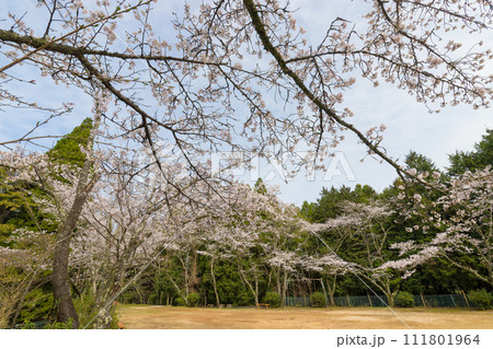 公園の桜(大分県大分市野津原) 公園の桜(大分県大分市野津原) 111801964