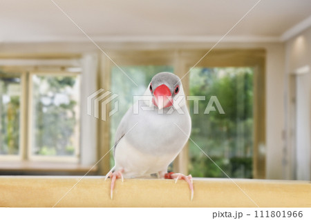 放し飼いのシルバー文鳥 AI生成画像 111801966