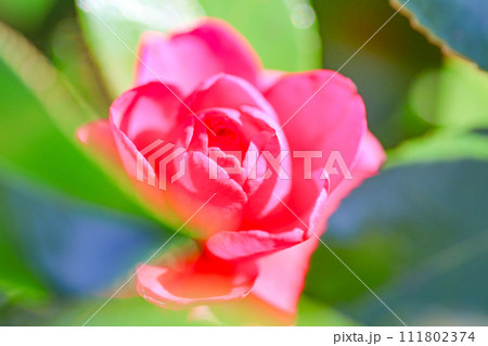赤い椿 111802374