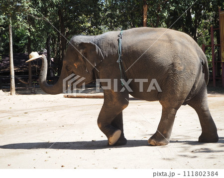 アジア象 111802384