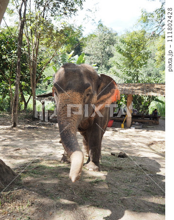 タイの象 タイの象 111802428