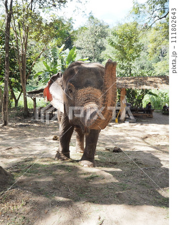タイの象 タイの象 111802643