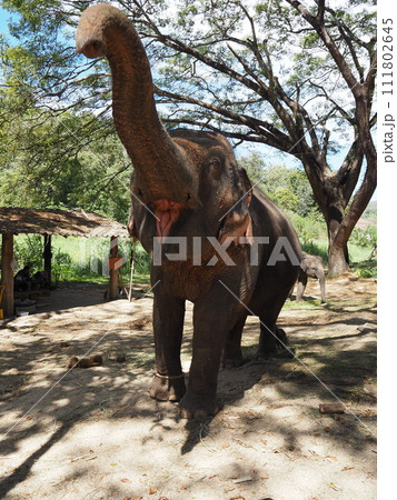 タイの象 111802645
