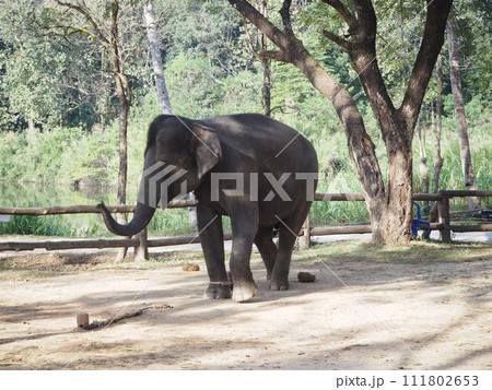 タイの象 タイの象 111802653