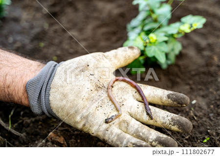 The person is gently cradling a worm in their hand 111802677