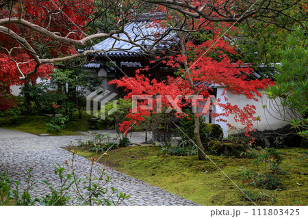 姫路 秋 紅葉の好古園 姫路 秋 紅葉の好古園 111803425