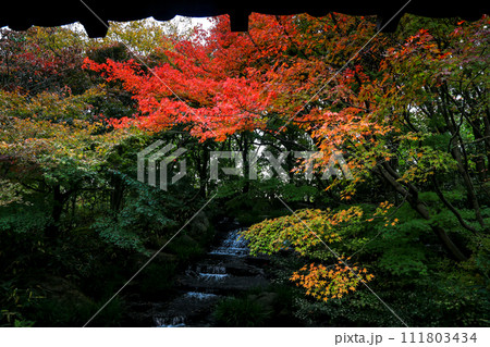 姫路 秋 紅葉の好古園 111803434