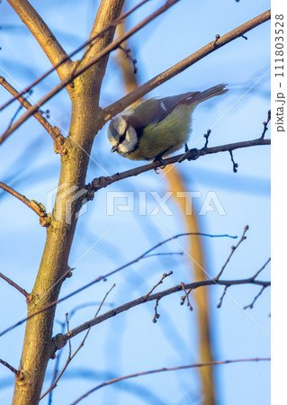 Blue Tit Perched on a Bare Branch 111803528