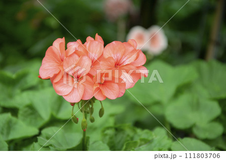Orange geranium flowers in a summer garden. Orange geranium flowers in a summer garden. 111803706