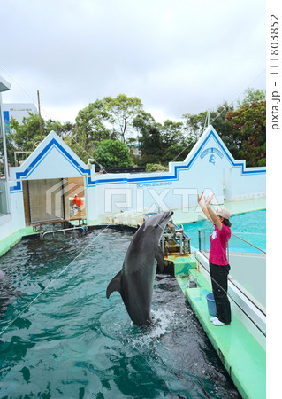 日本の東京の水族館の魚 日本の東京の水族館の魚 111803852