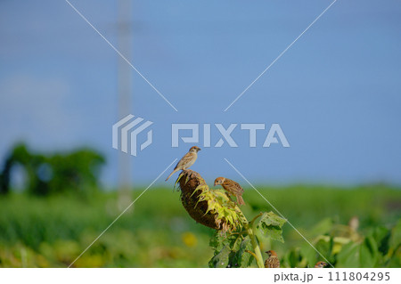 宮古島　真夏のひまわり畑とすずめ 111804295