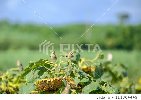 真夏 ひまわり畑 雀 111804449