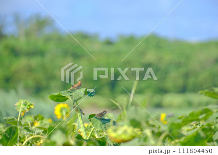 真夏 ひまわり畑 雀 111804450