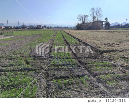 畑の中に広がる農地 畑の中に広がる農地 111804518