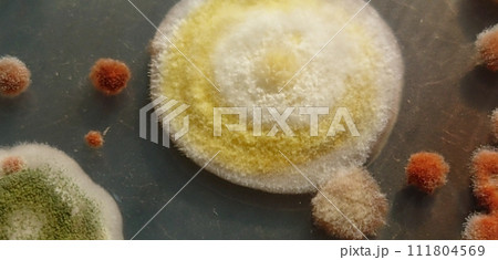 食品に生育していたカビのコロニー 食品に生育していたカビのコロニー 111804569