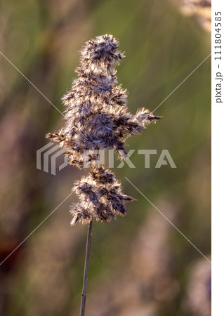 Detailed Common Reed Seed Head Close-up Detailed Common Reed Seed Head Close-up 111804585