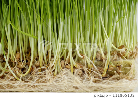 Close-up view of fresh wheatgrass root system 111805135